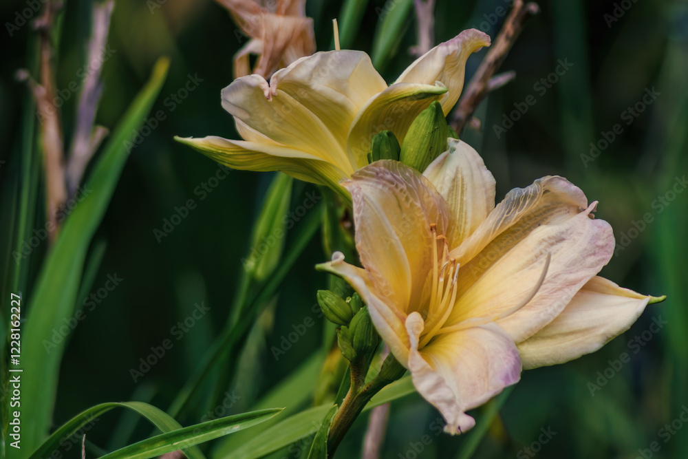 Yellow lily flowers illuminated by the morning sun, in a garden in the eastern Andean mountains of central Colombia, near the town of Villa de Leyva. Yellow lily flowers illuminated by the morning sun, in a garden in the eastern Andean mountains of central Colombia, near the town of Villa de Leyva.