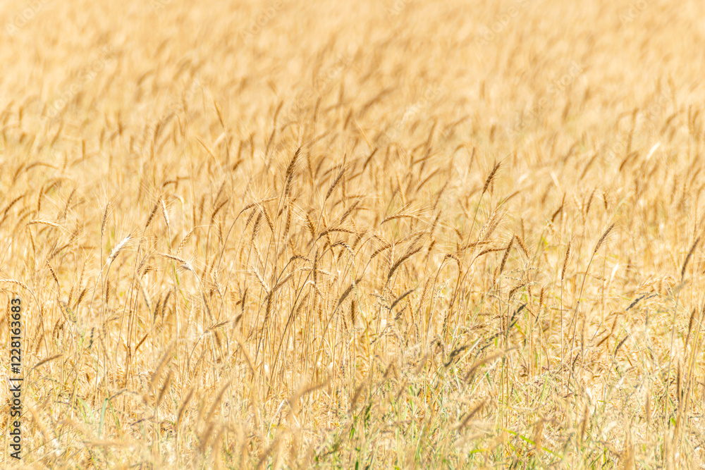 detail of an agricultural field of wheat cultivation ripe in summer, background for agricultural concept detail of an agricultural field of wheat cultivation ripe in summer, background for agricultural concept