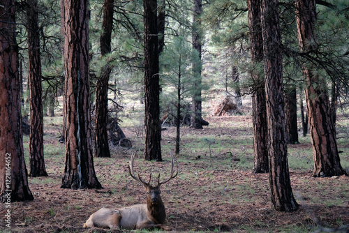 deer in the forest