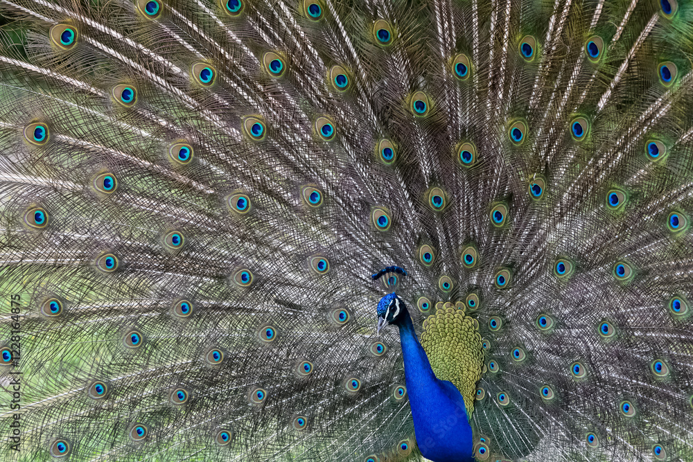 Obraz premium images of wild birds. peacock photos.