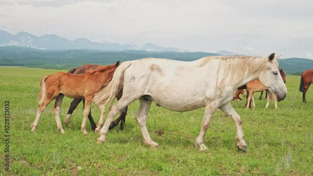 Modern animal livestock. Horses grazing in green field grassland farm countryside background. Horse in meadow chewing grass outdoor. Horse in natural eco farm. Herd of horses on green pasture Modern animal livestock. Horses grazing in green field grassland farm countryside background. Horse in meadow chewing grass outdoor. Horse in natural eco farm. Herd of horses on green pasture
