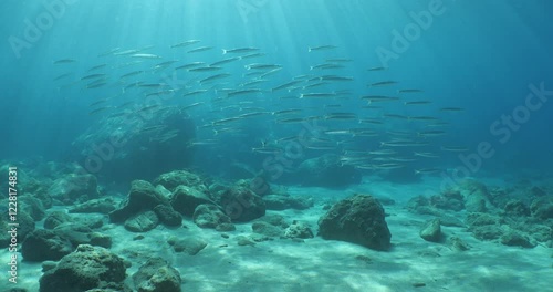 barracuda fish school underwater ocean scenery photo