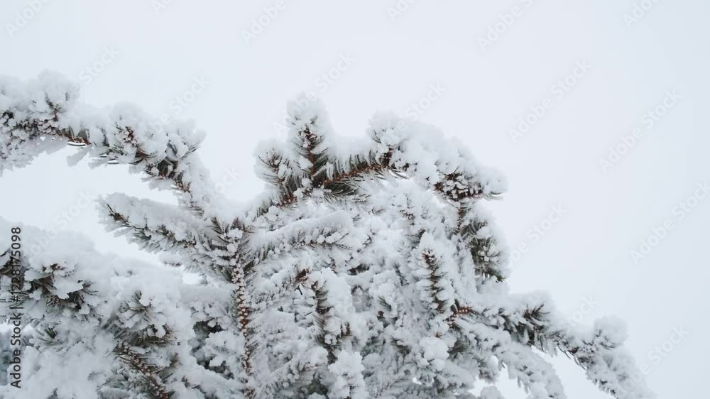 Fir trees covered with snow and ice are swaying in the winter wind, a natural winter landscape Fir trees covered with snow and ice are swaying in the winter wind, a natural winter landscape