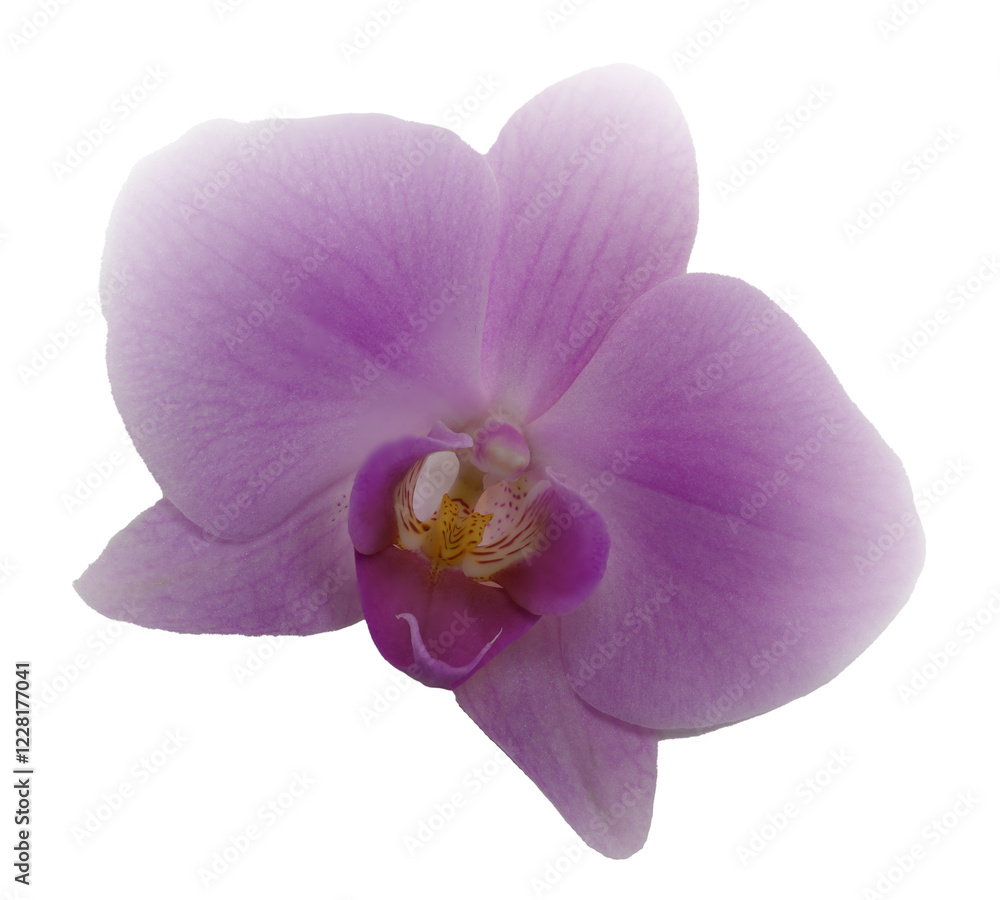 Close-up macro of bright pink orchid with yellow center. Fades to transparent in corners
