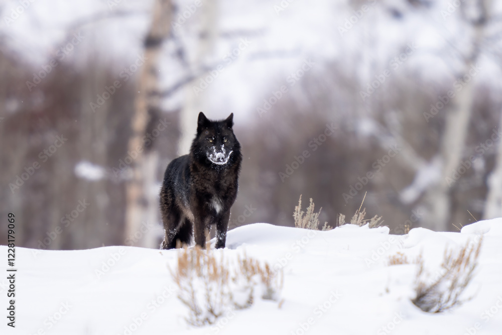 Naklejka premium Black wolf with his nose covered in snow