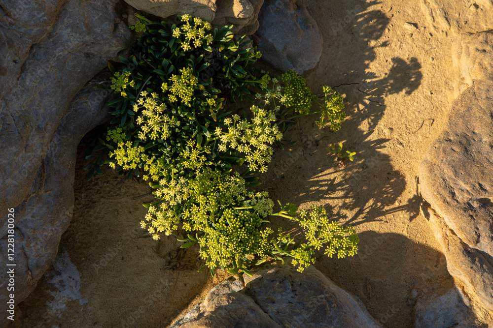 Macro view of flowers of rock samphire growing in rock