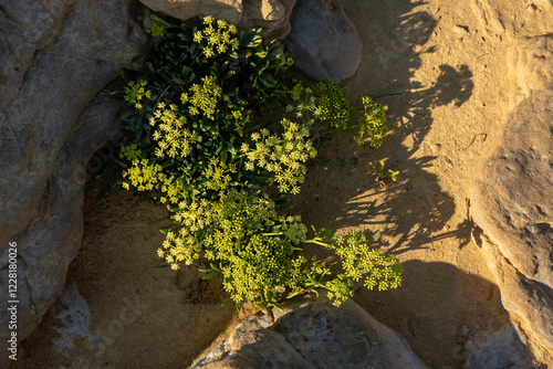 Obraz na płótnie Macro view of flowers of rock samphire growing in rock w salonie