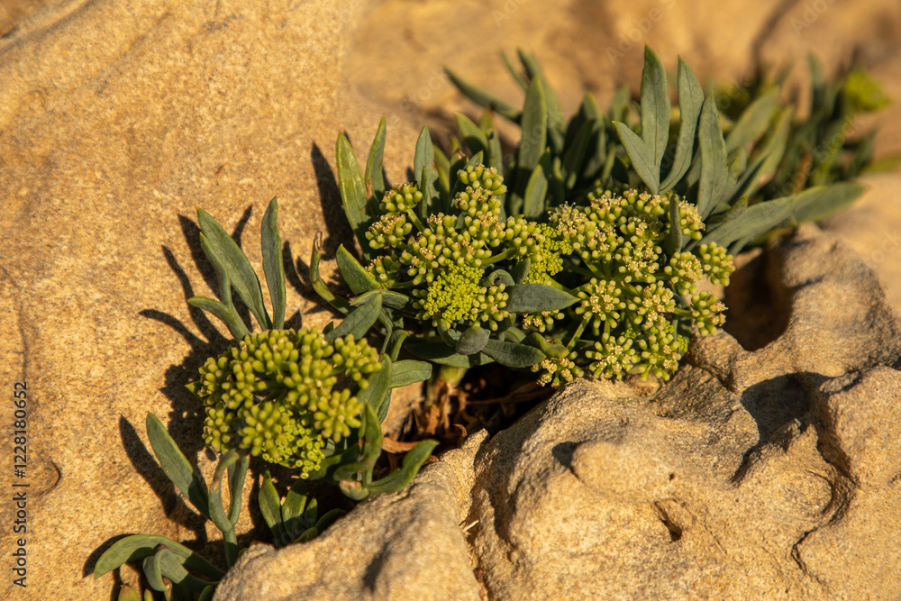 Macro view of flowers of rock samphire growing in rock