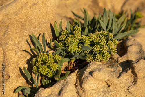 Macro view of flowers of rock samphire growing in rock
