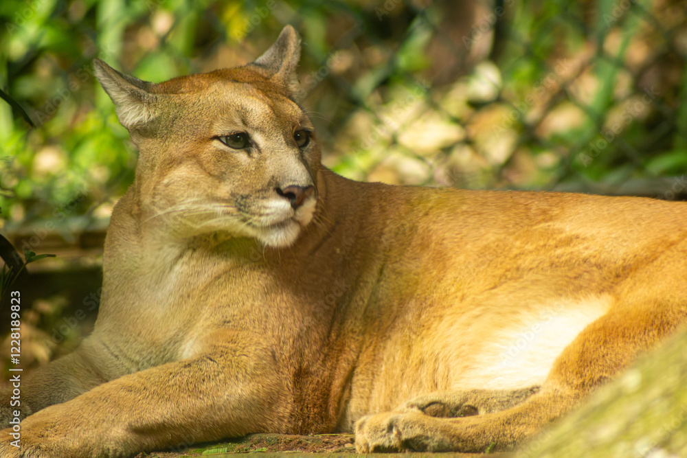 Obraz premium Onça-Parda ou puma também conhecida no Brasil por suçuarana e leão-baio, é um mamífero carnívoro.