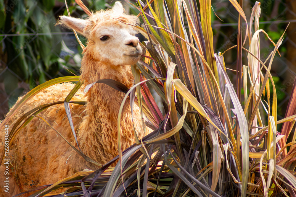 Obraz premium A alpaca é um animal da família dos camelídeos. É menor que a lhama, tendo uma pelagem mais longa e macia.