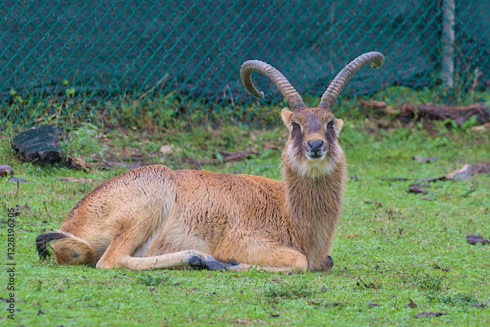 Fototapeta premium A majestic goat with curved horns rests on the damp green grass. Raindrops fall gently, making its fur appear wet and glistening. Behind it, a green wire fence contrasts with the natural surroundings.