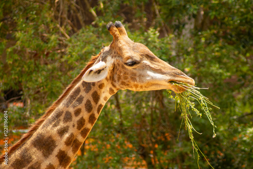 As girafas são mamíferos nativos do continente africano.   São animais herbívoros, bem altos que tem um padrão de coloração, com manchas marrons características. photo