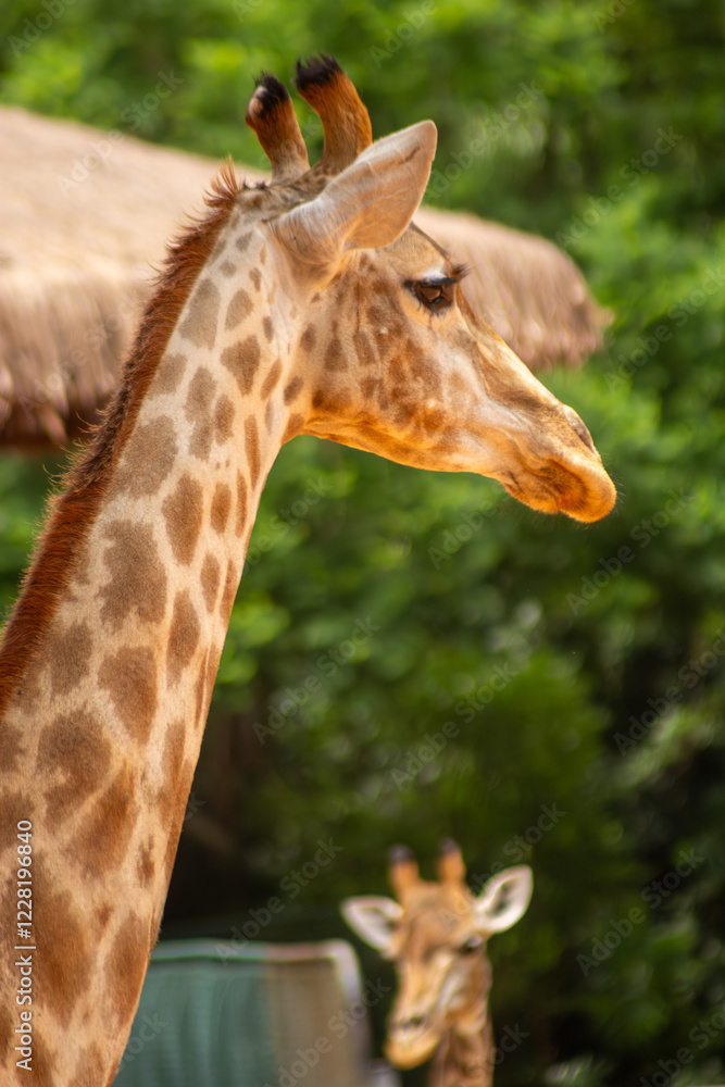 As girafas são mamíferos nativos do continente africano. São animais herbívoros, bem altos que tem um padrão de coloração, com manchas marrons características. As girafas são mamíferos nativos do continente africano. São animais herbívoros, bem altos que tem um padrão de coloração, com manchas marrons características.