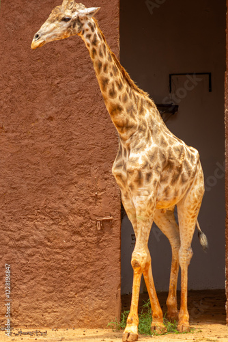 As girafas são mamíferos nativos do continente africano.   São animais herbívoros, bem altos que tem um padrão de coloração, com manchas marrons características. photo