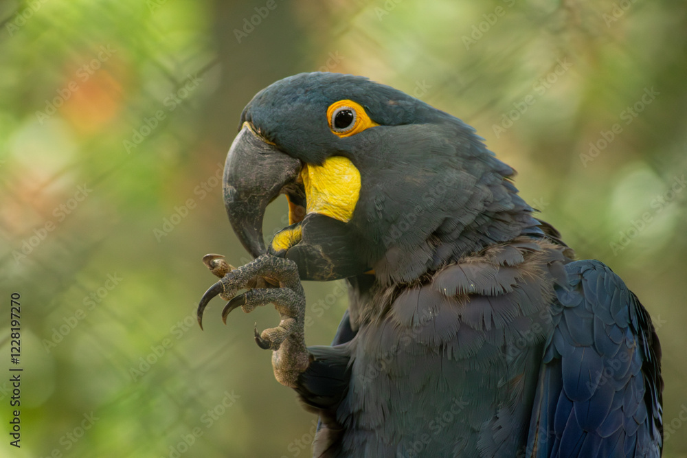 Obraz premium A arara-azul, ou arara-azul-grande, é uma espécie de ave, encontrada na fauna brasileira. 