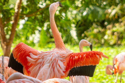 Flamingo-Chileno ave migratória com penas de coloração rosada.  photo