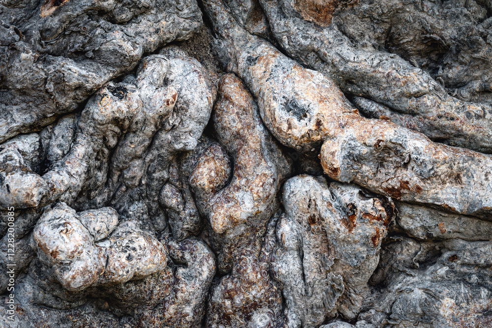 Naklejka premium Embracing the Gnarled: A Reflection on Nature’s Textures