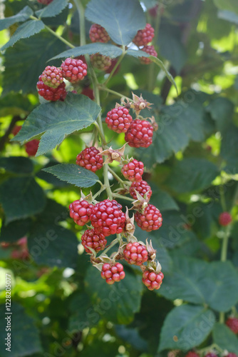 Close-up of ripe red blackberries on a bush, surrounded by lush green leaves under natural light. Perfect for nature, gardening, and farm-to-table themes, showcasing fresh fruit.