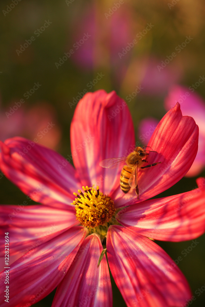 A bee sits on a pink petal of a Cosmos flower . Pollen collection and flower pollination with a rat plan A bee sits on a pink petal of a Cosmos flower . Pollen collection and flower pollination with a rat plan