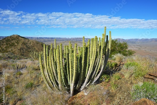 Euphorbia virosa im Namib Naukluft Nationalpark photo