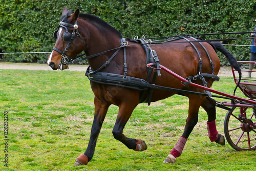 Cheval d'attelage en plan serré lors d'une compétition.