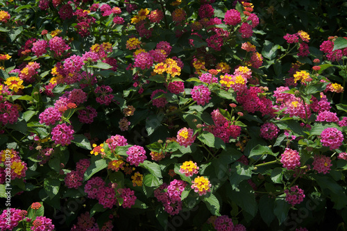 colorful bush, lantana camara, blooms flowers outdoors