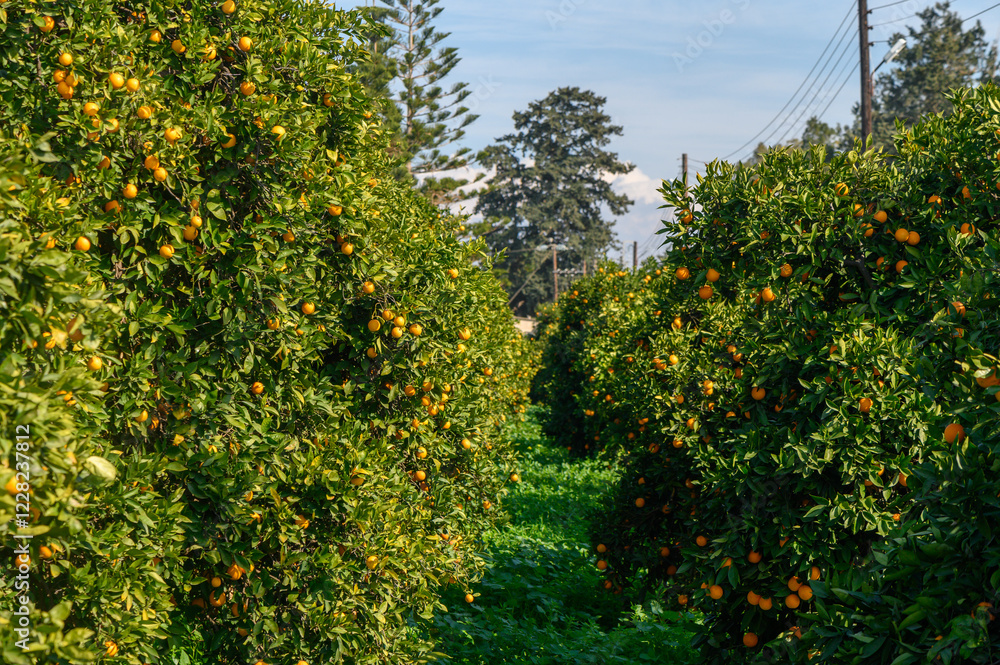 Bright citrus grove flourishing under a clear blue sky on a sunny afternoon in the countryside Bright citrus grove flourishing under a clear blue sky on a sunny afternoon in the countryside