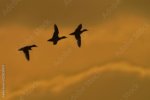 Photography Ducks flying against a sunset sky.