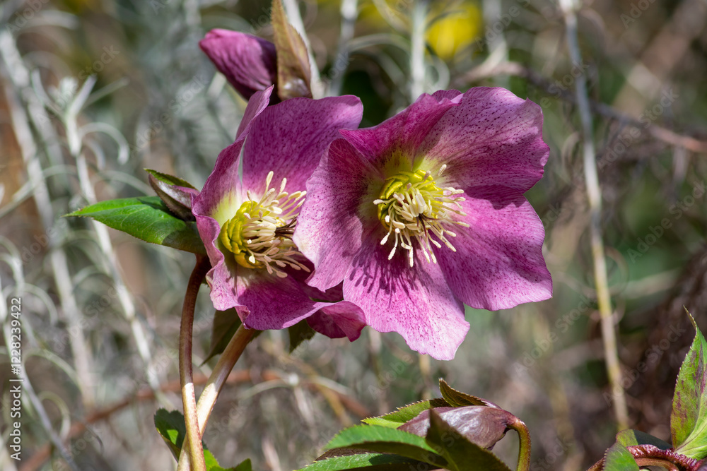 Helleborus purpurascens pink purple early spring flowering plant, beautiful flowers in bloom with green leaves