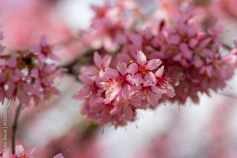 Prunus incam okame cherry ornamental small tree flowers in bloom, beautiful pink plant flowering branches