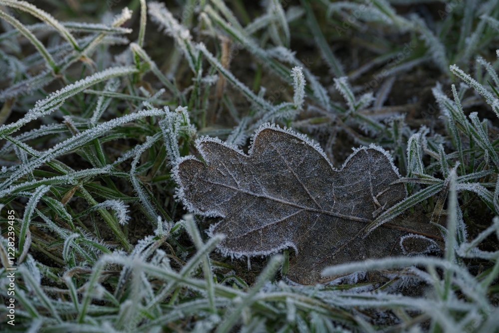 Fototapeta premium Frost on an oak leaf