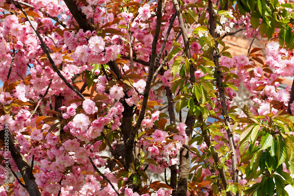 Obraz premium Japanese sakura blossoms with sunlit leaves – A close-up of vibrant cherry blossoms with young brown leaves, illuminated by sunlight, creating a warm and inviting spring atmosphere