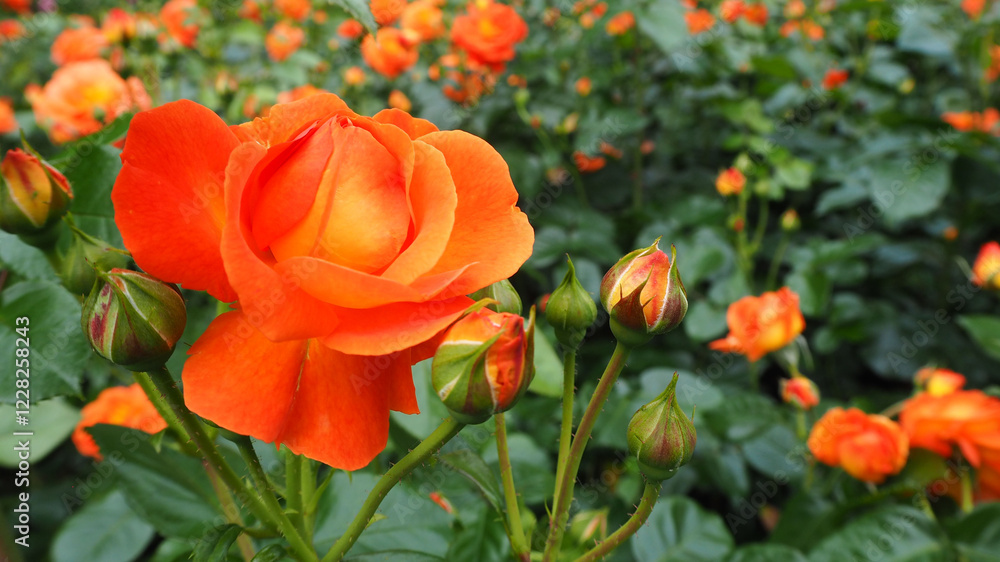 bright orange rose bud grows in the garden in the rose garden. many orange roses. side view. nature bright orange rose bud grows in the garden in the rose garden. many orange roses. side view. nature