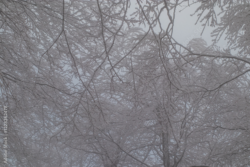 Frosty trees visible covered with ice and snow on a dull foggy winter day.