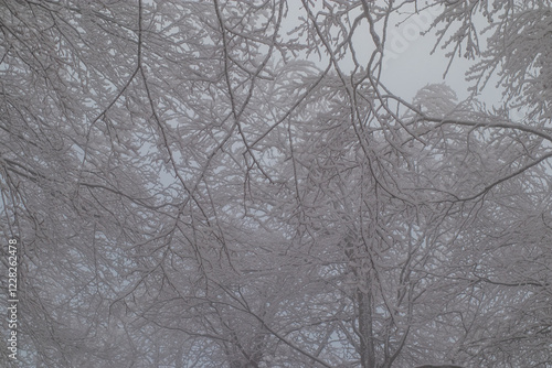 Obraz na płótnie Frosty trees visible covered with ice and snow on a dull foggy winter day. w salonie