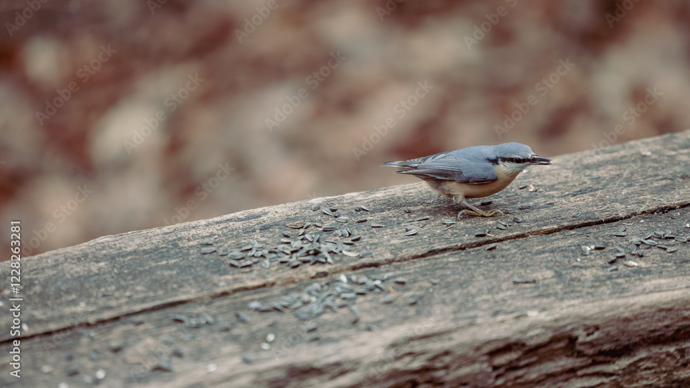 Bird eating seeds on a wooden bench. single small bird in late autumn is being fed by multitude of seed waiting for him on a bench.