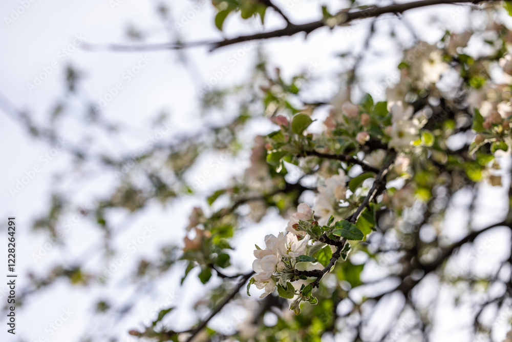 Blooming apple tree branch showing white flowers and green leaves in spring Blooming apple tree branch showing white flowers and green leaves in spring