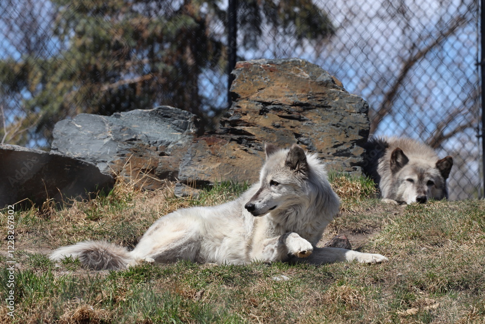 Obraz premium adult gray (grey) wolf laying down on grass in bright sunshine with another behind