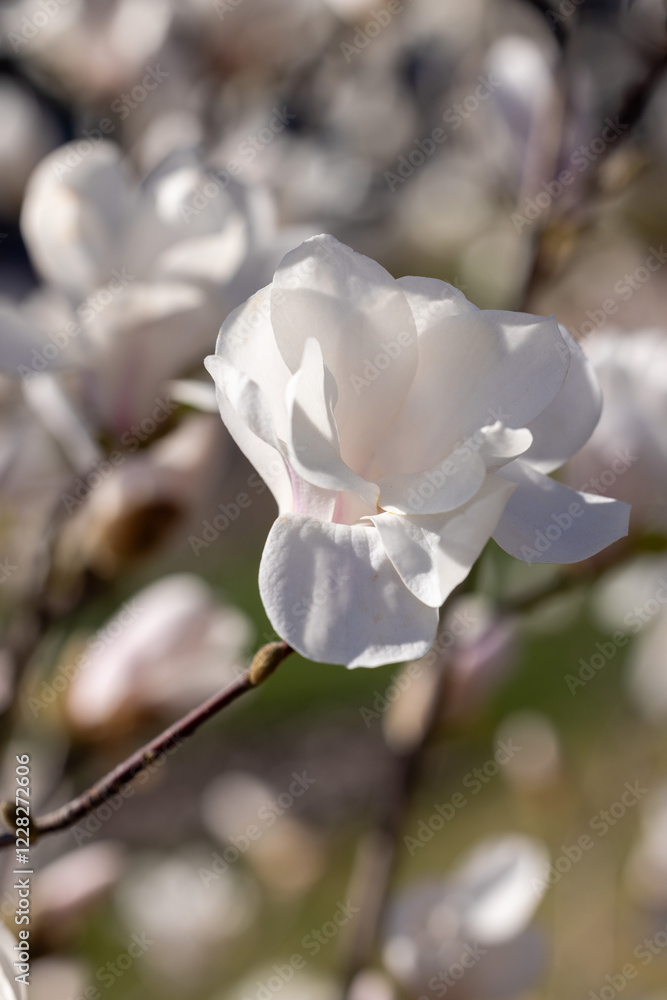 Obraz premium White magnolia flower blooming in spring sunlight