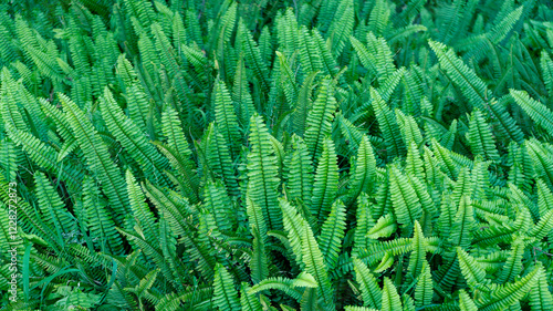 Close up of bed of lush green ferns photo