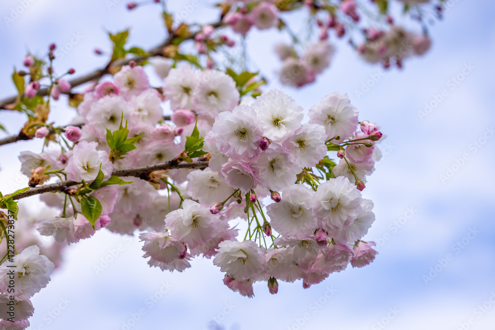 Prunus 'kanzan' showing its wonderful pink and white flowers in springtime Prunus 'kanzan' showing its wonderful pink and white flowers in springtime