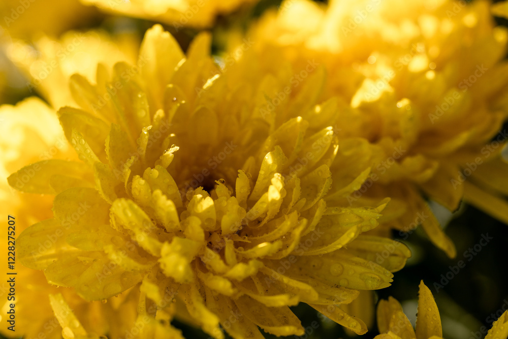 Fototapeta premium Yellow chrysanthemum flower blooming in sunlight with water drops
