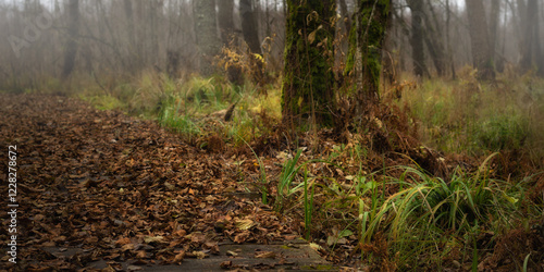 autumn foggy swampy forest with wooden path strewn with dry fallen leaves. side view from below with selective focus on foreground with blurred middle and background