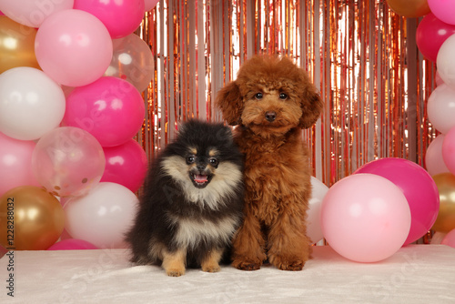 Cute Pomeranian and Toy Poodle Puppies at a Festive Party