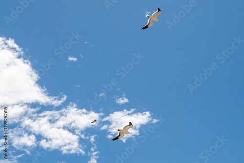 Low angle view of a flock of seagulls in flight