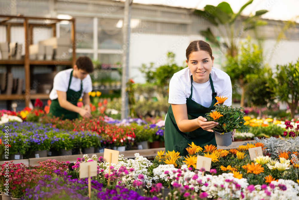 Female sales assistant in flower shop gets acquainted with assortment and carefully examines gatzania plant Female sales assistant in flower shop gets acquainted with assortment and carefully examines gatzania plant