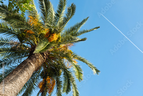 Lush Palm Tree with Bright Orange Dates Against a Clear Blue Sky for nature lovers, travel websites, tropical-themed designs, or background for relaxation and tranquility. High quality photography photo