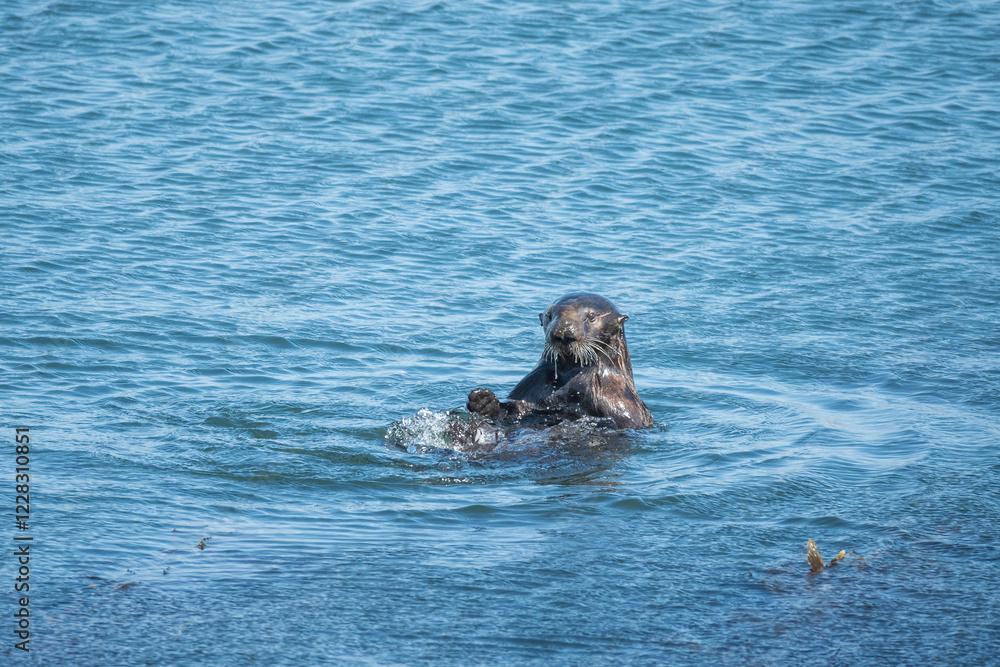 Fototapeta premium otter looking up out of ocean