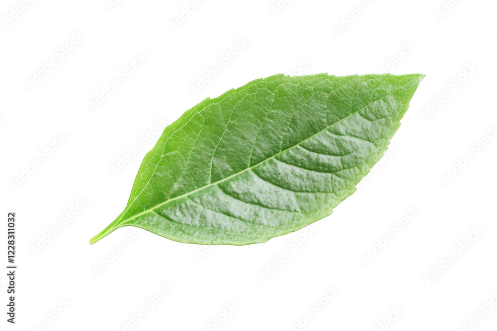 Green Leaf Shows Veins and Texture with Botanical Beauty Green Leaf Shows Veins and Texture with Botanical Beauty